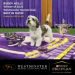 Pro Plan Chicken Large Breed Adult Dog Dry Food (New Improved Formula) - Image 3