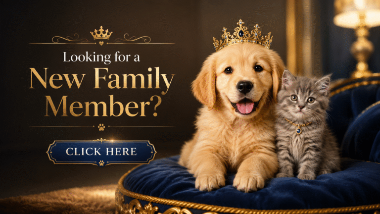 Find Your Perfect Companion